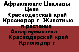 Африканские Цихлиды › Цена ­ 50 - Краснодарский край, Краснодар г. Животные и растения » Аквариумистика   . Краснодарский край,Краснодар г.